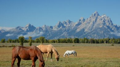 horse-poems