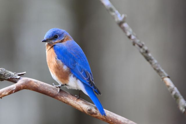 bluebird-poems