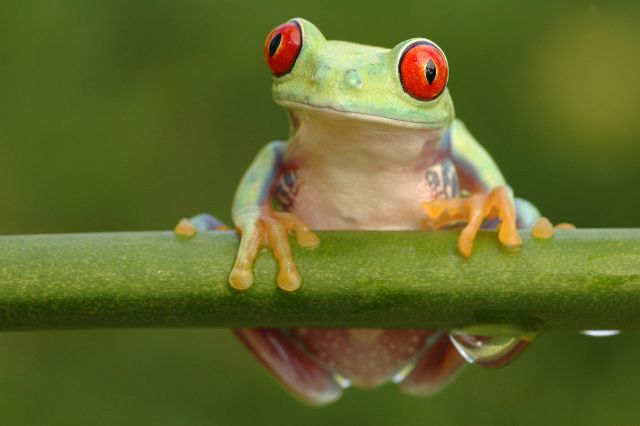 frog-poems