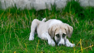 What to Do if Your Pet Falls Ill